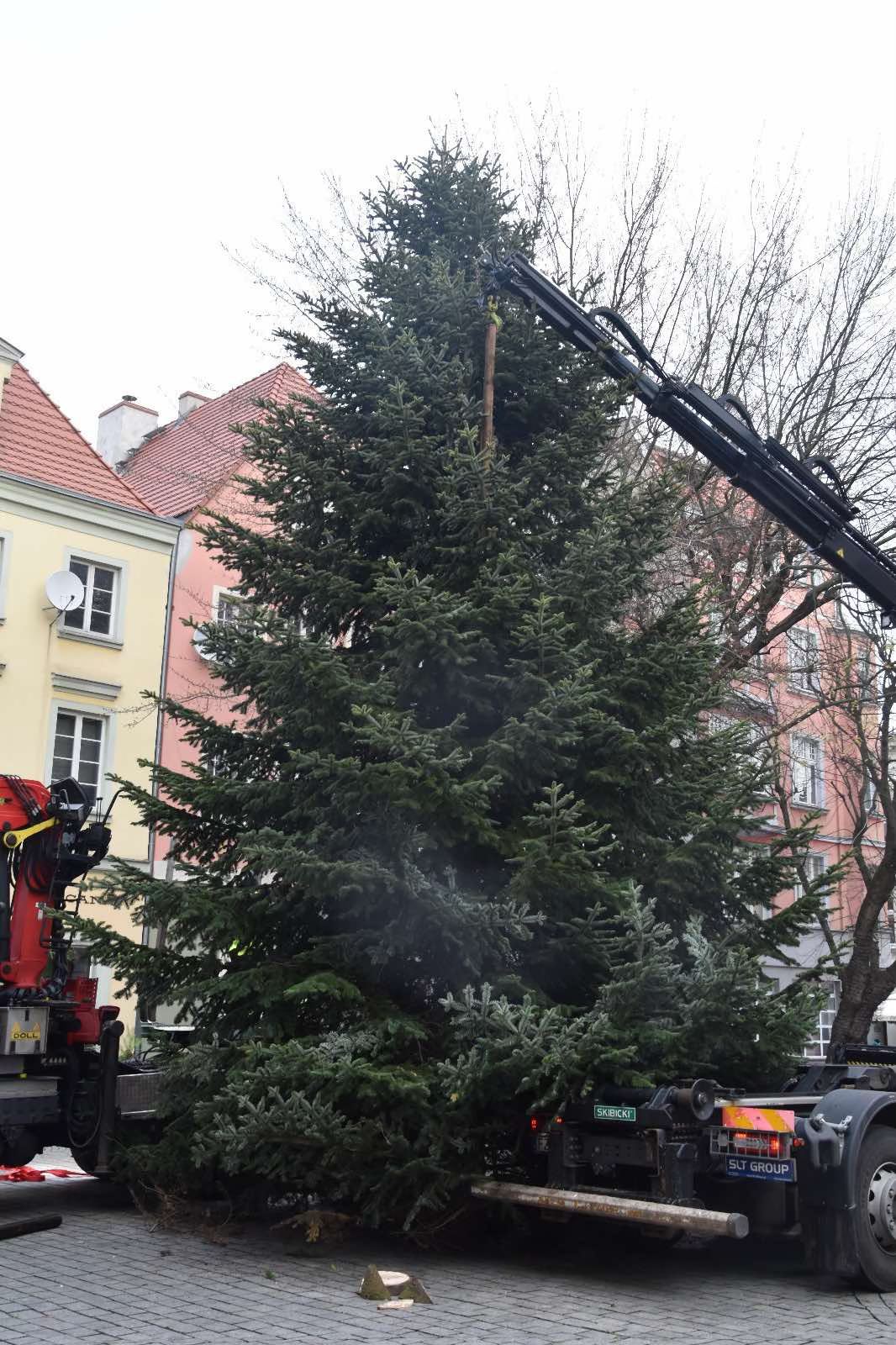 Świąteczna choinka na deptaku